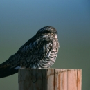 A common nighthawk rests on a fence post.