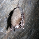 Little brown bat hangs from a cave ceiling with white fungus coating its face and wings.
