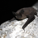 Mexican free-tailed bat