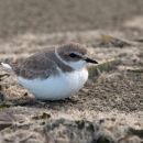 Snowy Plover
