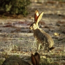 Black-tailed jackrabbit