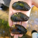 Hand holding 3 Alabama pearlshell mussels. 