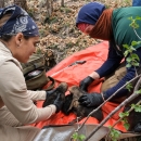 Biologists mix pups together at a Mexican wolf foster event.