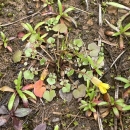 Light green, lobed leaves grow in a basal rosette. Two slightly blooming yellow flowers erupt from the plant’s center.