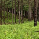 A forest of pine trees.