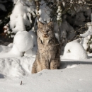 A Canada lynx sitting in deep snow surrounded by boreal forest.