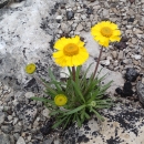 Lakeside daisy in bloom