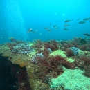 a school of fish swimming in the ocean over a reef community