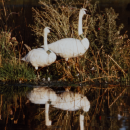 An old color photo of two swans each with large green bands around their necks, stand on a small island in a pond.