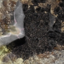 A cluster of Indiana bats gathers on a cave ceiling. One bat is taking flight