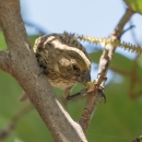 ʻEkupuʻu standing on branch eating seeds after it was released at Midway Atoll
