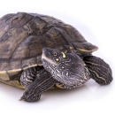 Ouachita map turtle
