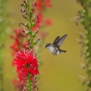 A ruby-throated hummingbird flies up to a bright red flower to investigate.