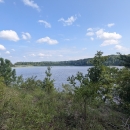 The Rappahannock river from a uphill vantage point. Thick vegetation grows between the camera and the water. 