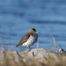Close up gray-brown shorebird with mottled white breast stands on rocks with wetland in background