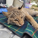 Bobcat on blanket is fitted with GPS collar.