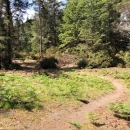 Cleared upland habitat for the seaside hoary elfin butterfly with recently planted kinnikinnick seedlings that serve as the butterfly's host plant
