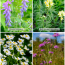 Collage of invasive plants featuring bird vetch, butter-and-eggs, oxeye daisy, and spotted knapweed.
