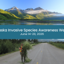 Collage two images separated by banner of text that reads Alaska Invasive Species Awareness Week June 14-20, 2026. Top image of mountain range with lush green and lake in front. Bottom image of person in safety vest holding bundle of invasive white sweetclover pulled from roadside.