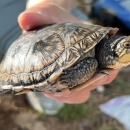 a close up of a headstarted blanding's turtle in researcher's hands
