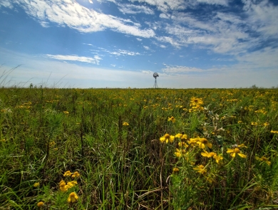 windmill and flowers in the prairie