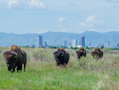 Four bison walking in the prairie with the Denver skyline in the background