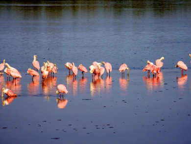 More than a dozen pink wading birds standing in shallow blue water