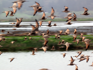 Photo of marbled godwits at the Humboldt Bay National Wildlife Refuge.