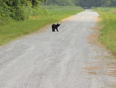 Large black bear sits in the road