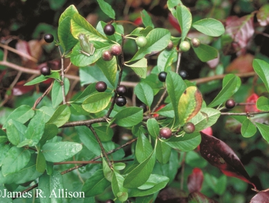 A green leafy shrub with purplish-black berries.