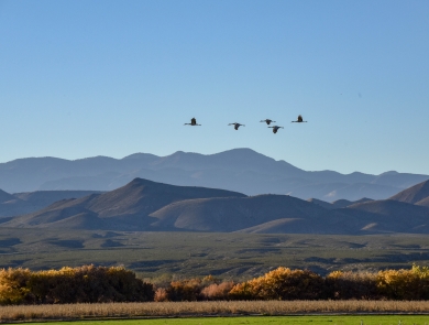 Sandhill Cranes flying over the Refuge from a distance.