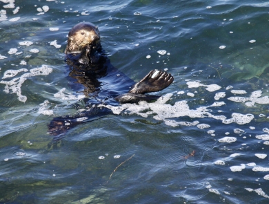 A sea otter foraging for food in shallow water