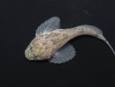 A grotto sculpin underwater