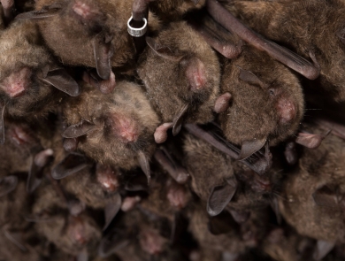 cluster of bats