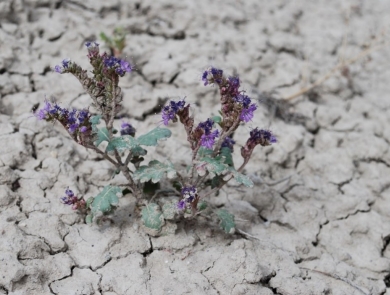 Image of North Park phacelia, a small plant in muddy soil with purple flowers and green leaves