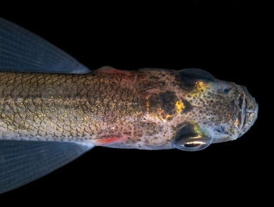 longfin smelt on black background