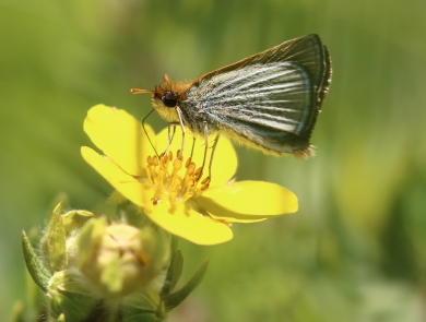 Poweshiek skipperling sipping nectar