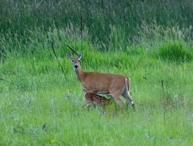 A doe nursing a fawn in a grassy field