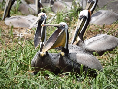 group of pelicans sit on ground, ones in center with mouths open
