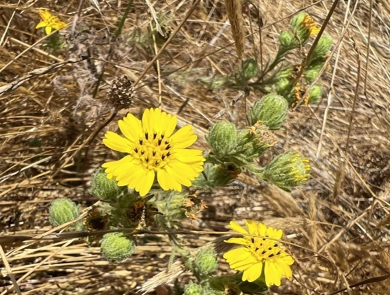 Small yellow flowers resembling sunflowers and green buds among dry grass vegetation. / Foto de una planta baja con flores amarilla entre vegetación seca. Crédito: Kristie Scarazzo/USFWS.