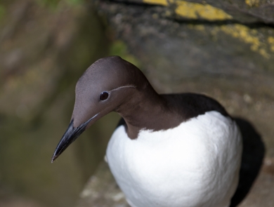 Closeup of a common murre on a ledge
