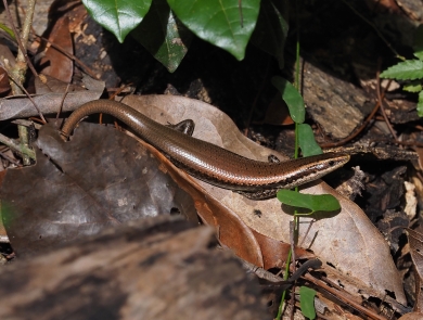a brown skink on a leaf