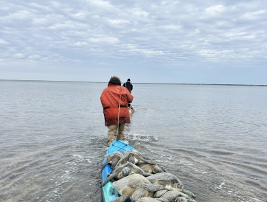 A volunteer caravaning multiple green sea turtles on a blue kayak