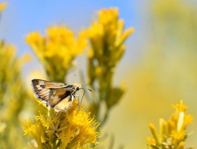 A small skipper sits atop yellow flowers