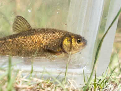 A small brassy colored fish with a light colored background.