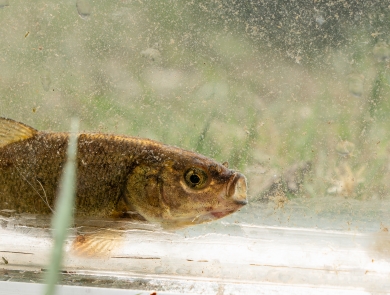 A small brassy colored fish with a light colored background.