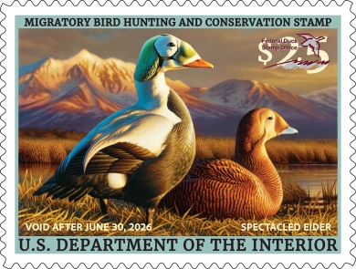 2025-2026 Federal Duck Stamp featuring a pair of spectacled eiders on the ground in grassy area.