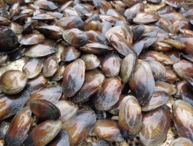 Bunch of brown speckled pocketbook mussels.