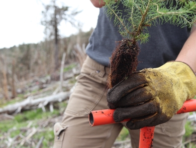 Person holding the small root ball of a small tree with a gloved hand