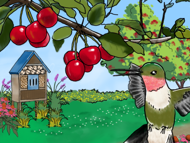 Drawing of a hummingbird flying under a cherry tree with flowers and an insect hotel structure in the background